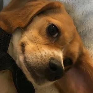 Meet your Posher, Drew